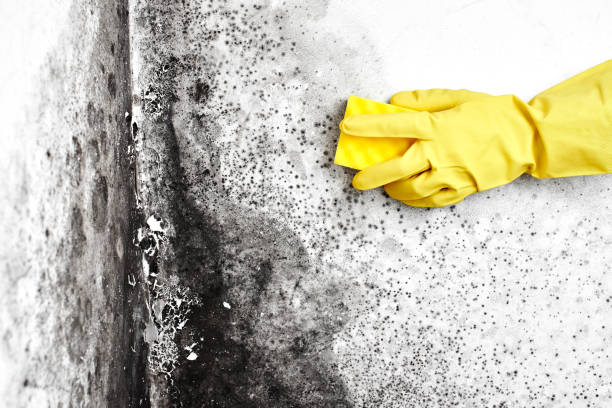 Best Mold Removal for HVAC Installations  in White Island Shores, MA