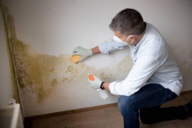  White Island Shores, MA Mold Removal Pros