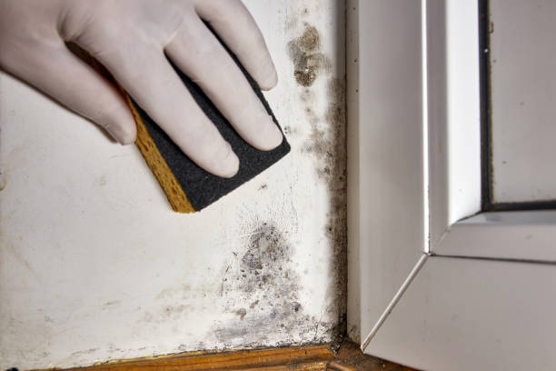 Best Asbestos and Lead Testing During Mold Inspection  in White Island Shores, MA