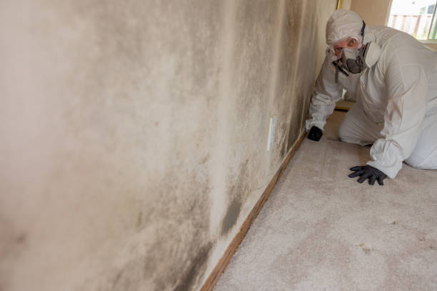 Best Basement Mold Removal  in White Island Shores, MA